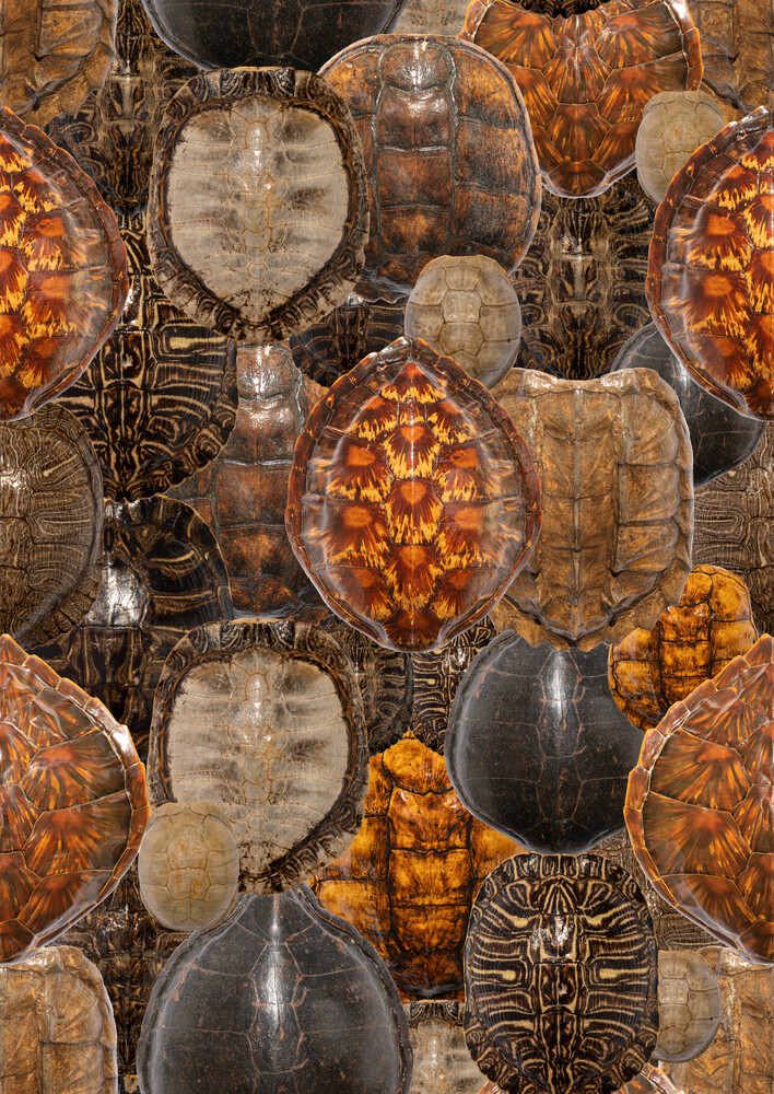 Turtle shell layout overlap design